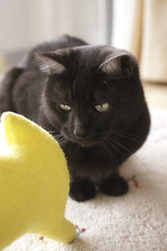 あなたのご用は何ですか? 黄猫さんに尋ねる小僧