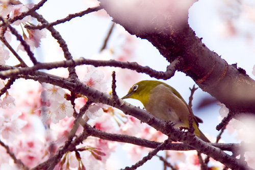ご立腹 桜の枝に止まるメジロさん
