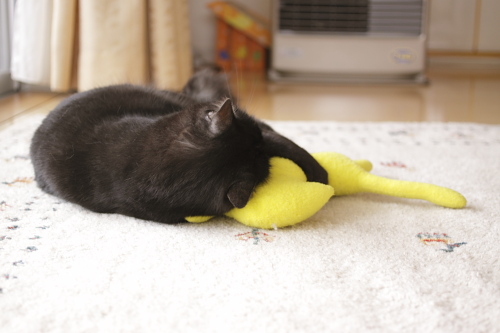 ぐわっし 黄猫さんを抱え込んでケリケリする小僧
