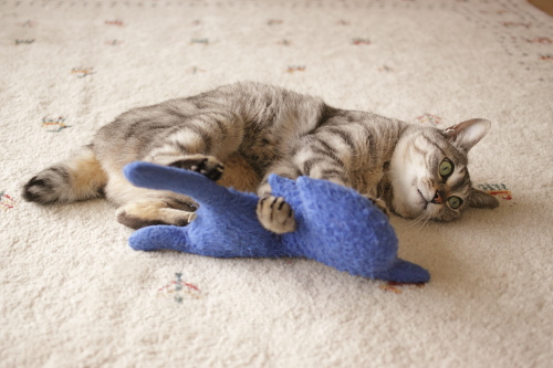 なんでこうなったんだっけ? 青猫さんを押さえ込みながらも不可解な顔のお嬢さん
