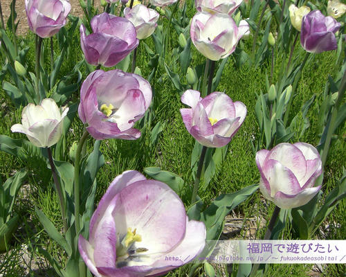 nogatatulip6.jpg