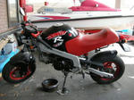 monkeyr001.jpg