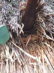 DSCF0809.jpg