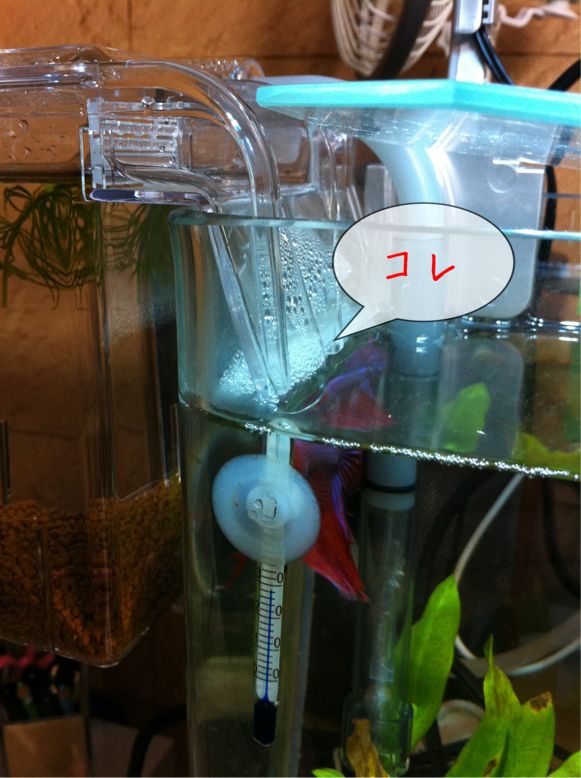 いつしかのベタのお見合い 熱帯魚ときどきオシャレ