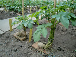 CIMG0706.JPG