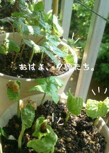 SN3J06700001.jpg