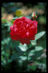 macro 50mm F2