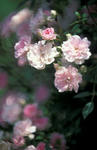 これも薔薇?