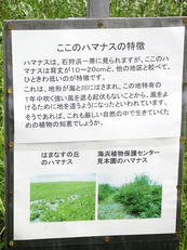 hamanasunooka_6.jpg