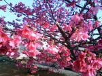 沖縄の桜