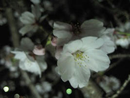 IMG_4860.JPG