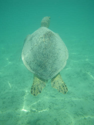 hawai112.jpg