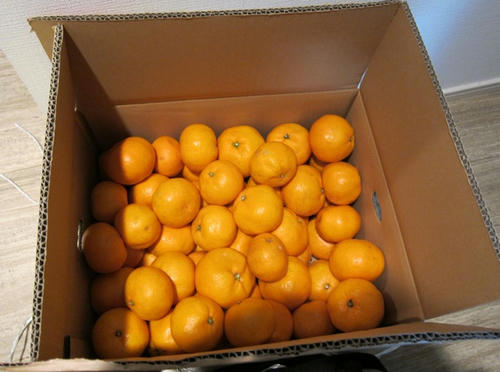 mikan.JPG