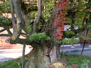 hikonehukei4.jpg
