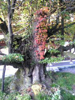 hikonehukei16.jpg