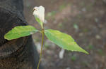 flower0207a.jpg