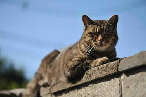 猫と空