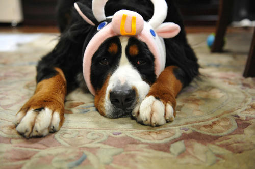 090101cow01.jpg