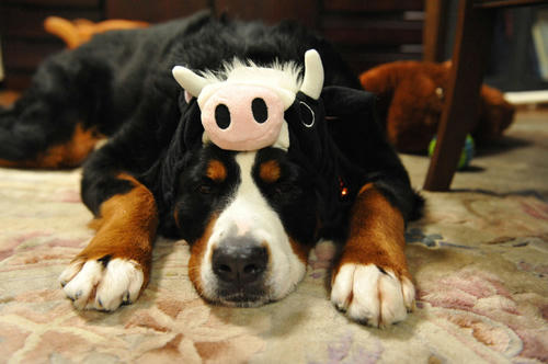 090101cow02.jpg
