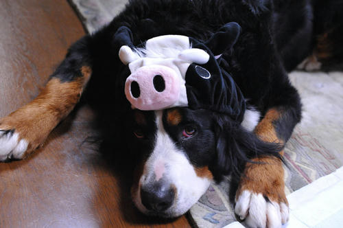 090101cow03.jpg