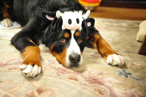 090101cow04.jpg