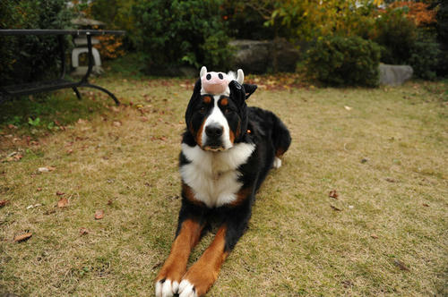 090101cow05.jpg