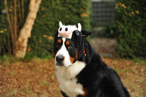 090101cow06.jpg
