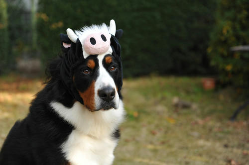 090101cow07.jpg