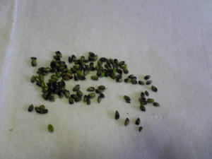 wasabi090517.jpg