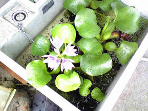 Image2650725.jpg