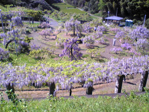 藤の花2010.04.29
