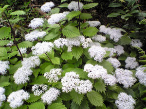 Image488.jpg