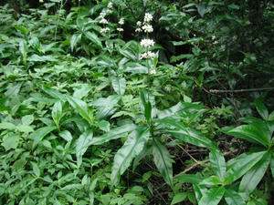 DSCF0139.jpg