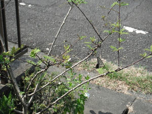 DSCF0568.jpg