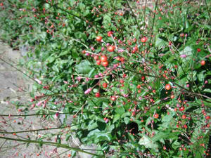 DSCF0655.jpg