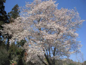 桜の花