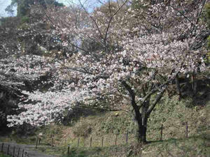 5分咲きのソメイヨシノ