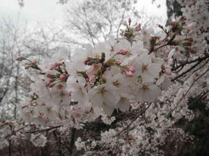 2011/04/03蓮花寺池公園の桜