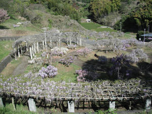 蓮花寺池公園の藤2011/04/24
