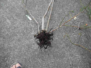 コガネムシの被害にあったブルーベリーの根