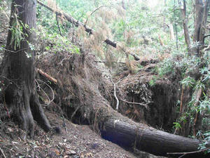 台風１５号で倒れた杉