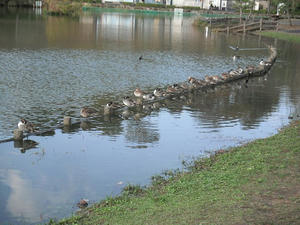 蓮花寺池公園の水鳥