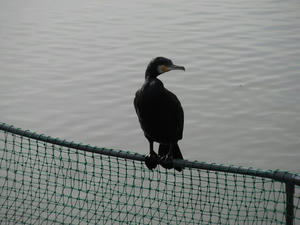 カワウ