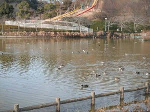 蓮華寺池の野鳥2012/01/29