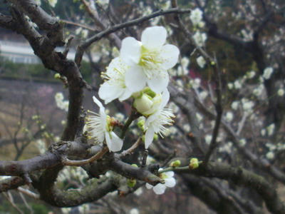 IMGP7032.jpg