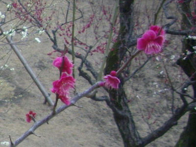 IMGP7035.jpg
