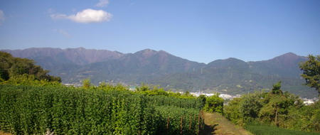IMGP8529.jpg