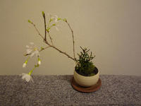 20080310-桜盆栽