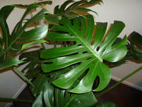 monstera