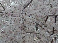20090328-六義園01